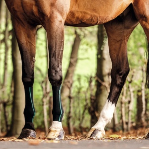 Compressietherapie bij sportpaarden – hoe werkt het_ 300 x 300